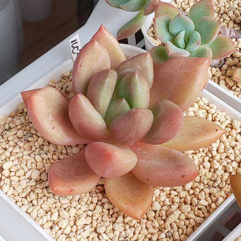 321 ルビードナの生長記録 2022.09.10更新｜🍀GreenSnap（グリーン