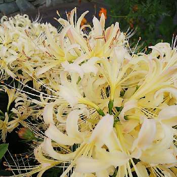 シロバナマンジュシャゲの花の投稿画像一覧 Greensnap グリーンスナップ