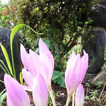 コルチカム　イヌサフランの画像 by あーちゃんさん | 広い庭と庭の花とおはようございますと花のある暮らしとコルチカム　イヌサフラン