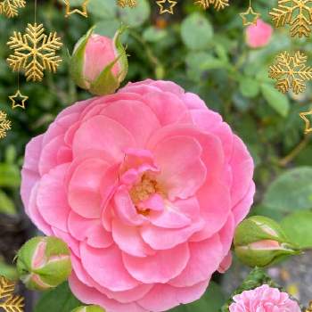 バラのある喜びの画像 by ひみつのアッコちゃんさん | 広い庭と四季咲き中輪パラ　八重ピンクと鉢植えの花と可愛い花と花のある生活と美しい花とバラを見る喜びと元気な花と加工アプリ使用とバラのある喜びと大好きな花と花を見る喜びと私のお気に入り