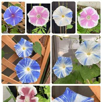 曜白朝顔の投稿画像一覧 Greensnap グリーンスナップ