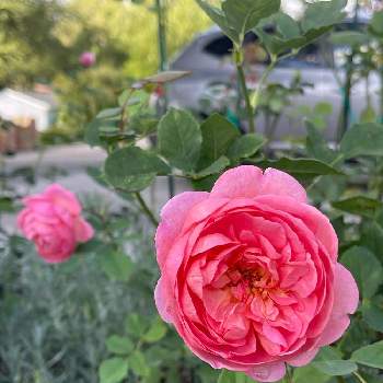 コーラル色の花の画像 by ブルーネストさん | 小さな庭とイングリッシュローズとDA ボスコベルとばら バラ 薔薇と害虫被害とコーラル色の花とおうち園芸と香る花とイングリッシュ・ローズとデビッドオースティンとガーデニングとバラが好きとバラを楽しむ