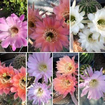 サボテンの花開花の画像 by おきぬdhさん | 小さな庭とサボテンの花開花とおうち園芸