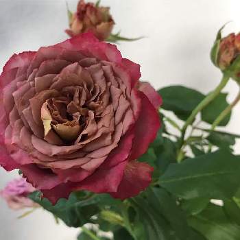 台風対策の画像 by vogel ②さん | テナチュールと台風対策とバラ・切り花品種とばら バラ 薔薇
