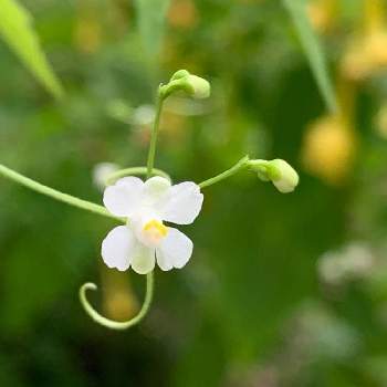 フウセンカズラの花 の投稿画像一覧 Greensnap グリーンスナップ