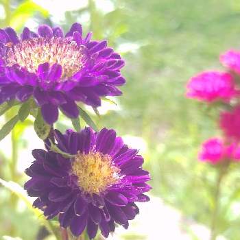紫チーム✨の画像 by *hiro*さん | アスターと庭パトと花後も楽しむと種まきと♯種まきと紫チーム✨と種から育てるとおうち園芸と初めての花と♯和の趣きと花のある暮らし