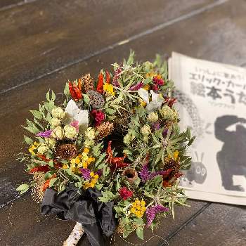 ユーカリ ベルガムナッツの投稿画像一覧 Greensnap グリーンスナップ