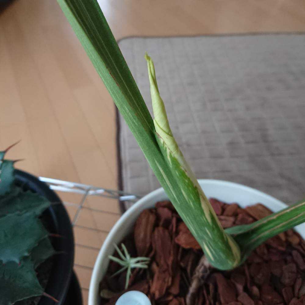 ★特価★【7/4撮影見て下さい！】新葉写真4枚目！モンステラ デリシオーサ ☆特価☆【7/4撮影見て下さい！】新葉写真4枚目！モンステラ