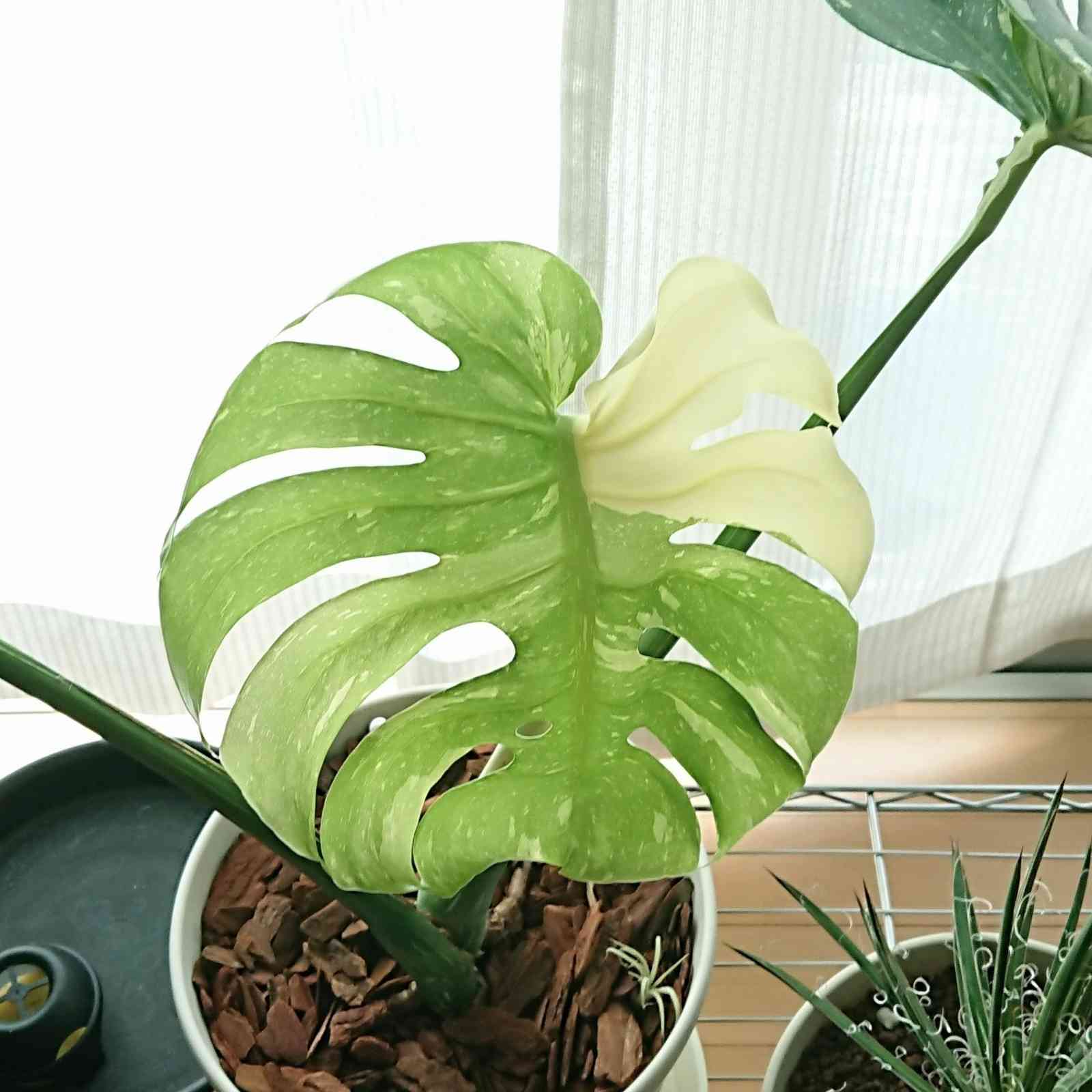 観葉植物 迫力あるモンステラ【新芽展開中】