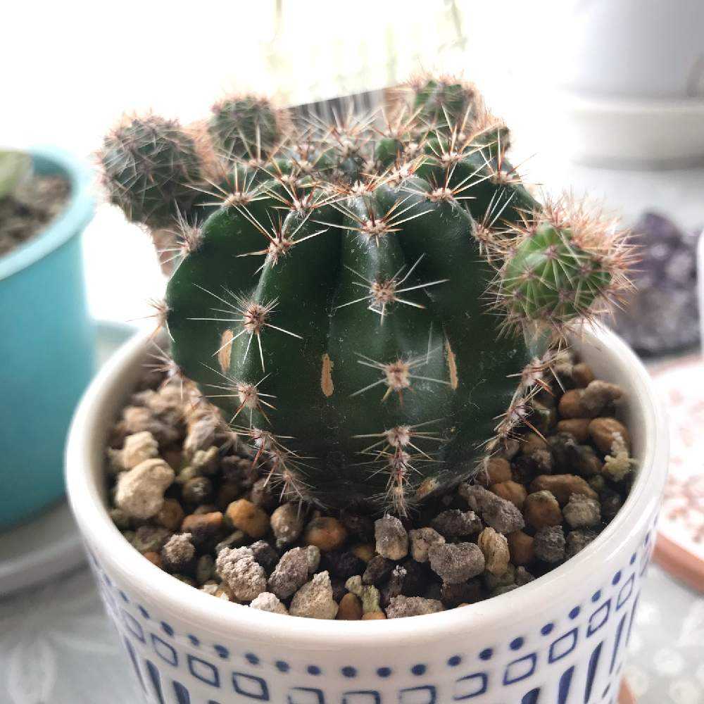 ミニサボテン＊成長記録＊｜🍀GreenSnap（グリーンスナップ）