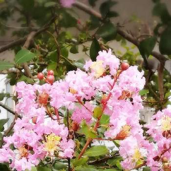 線路沿いの画像 by junmamaさん | お出かけ先と百日紅(さるすべり)と今日のお花と線路沿い