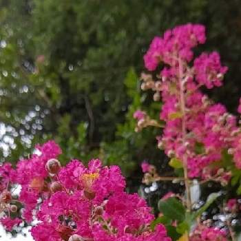 京子さんの庭の画像 by satsuki＆mei_kachan(noriko)さん | 広い庭と百日紅（サルスベリ)とお花大好き♡とサルスベリの花と新潟県と京子さんの庭