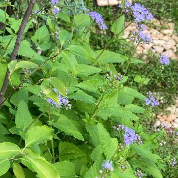 ハイノキの投稿画像一覧 Greensnap グリーンスナップ