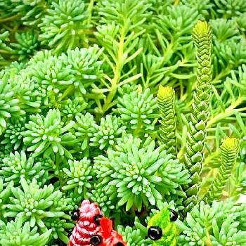 kawaiiの画像 by ✴︎Ｃｈｉｅ✴︎さん | セダム属と多肉植物と植物のある暮らしとセダムの森☆。.:＊・゜とグリーン！グリーン！グリーン！とムスコーサ1と笑顔いただきと謎の生物と独特なフォルムと三角形の葉っぱと ヒスパニクムとクラッスラ属 青鎖竜と薄雪万年草(ヒスパニクム)と葉っぱlove♥と絹糸とkawaiiと小さな虫の世界と祈りを込めてとありがとう医療従事者の方々と平和の祈り