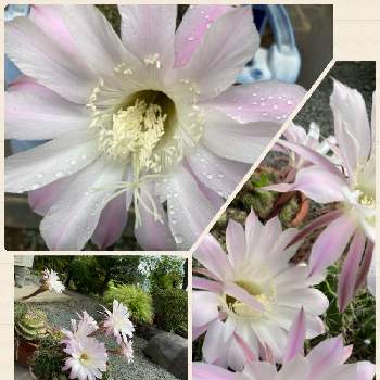 サボテンの花開花の画像 by mama70416さん | サボテンの花開花