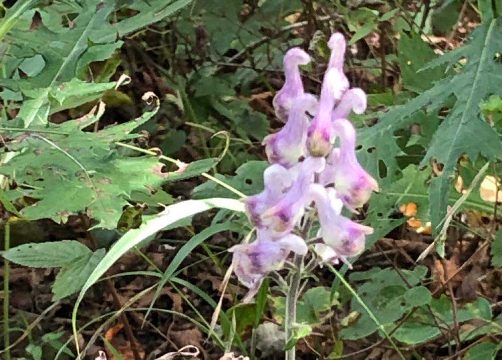 子持山 3 ピンクのトリカブト 群馬の山散策 11 Greensnap グリーンスナップ