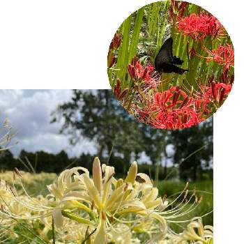ヒガンバナ 白の画像 by mimimiさん | お出かけ先とヒガンバナとヒガンバナ 白と真っ赤な花といつもありがとう♡と公園とクロアゲハ蝶と綺麗な花といつも心に太陽をと白い花