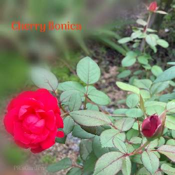 チェリーボニカの画像 by PRoseさん | 小さな庭とチェリーボニカと薔薇♡とプチガーデニングと薔薇愛同盟とマイガーデンと2021 GSでバラ園と花のある暮らしと薔薇のある人生