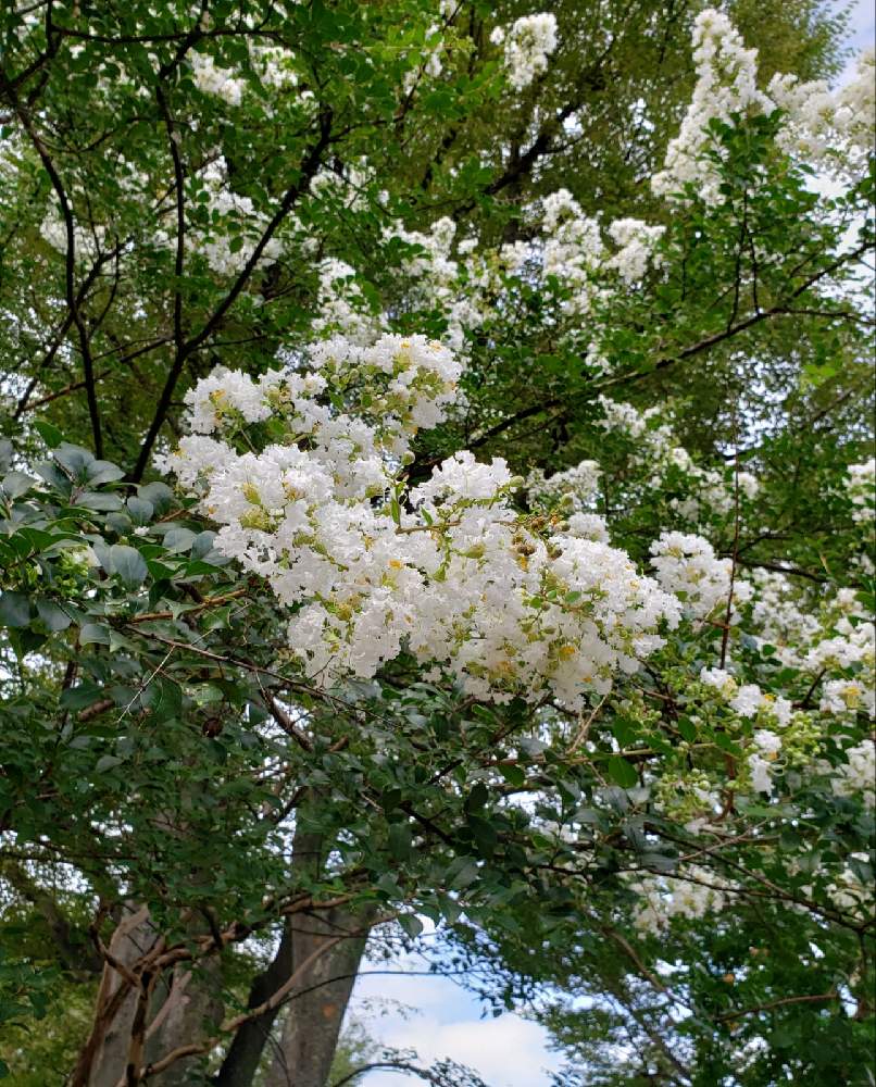 サルスベリの投稿画像 By Ji Ijさん お出かけ先と白い花と今日のお花と白の百日紅と白い花と今日のお花と白の百日紅 21月9月16日 Greensnap グリーンスナップ Greensnap グリーンスナップ