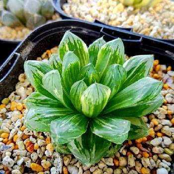 オブツーサ錦花火の一覧 Greensnap グリーンスナップ