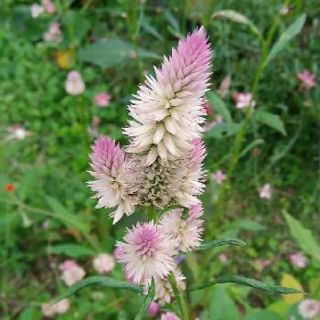 セロシア シャロンの投稿画像一覧 Greensnap グリーンスナップ