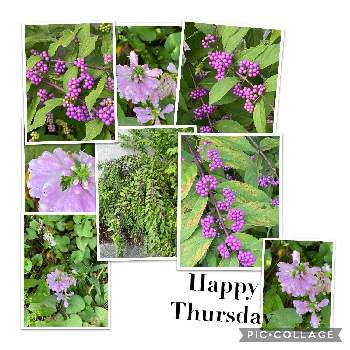 紫式部の実の画像 by キングさん | 小さな庭と紫式部の実と花いろいろと元気に育ててますよと玄関脇通路と秋の花達。