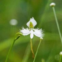 サギソウの育て方 植え付け方法や植え替え時期は Greensnap グリーンスナップ