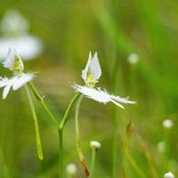 サギソウの育て方 植え付け方法や植え替え時期は Greensnap グリーンスナップ