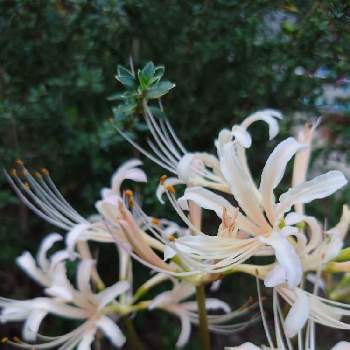 ヒガンバナ 白の画像 by そんそんさん | 広い庭とヒガンバナ 白と中庭とわが家の花とおうち園芸