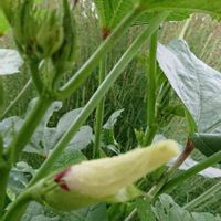 おくらの花,金曜日の蕾たち,金曜日の蕾たちに投稿,畑の画像