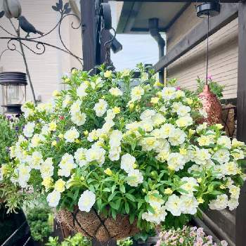 スーパーベルダブルミルクレープの投稿画像一覧 Greensnap グリーンスナップ