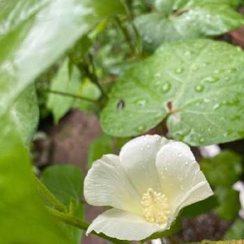 綿の花の画像 by ラベンダーさん | 小さな庭と綿の花と白い花とおうち園芸と種から育てた花