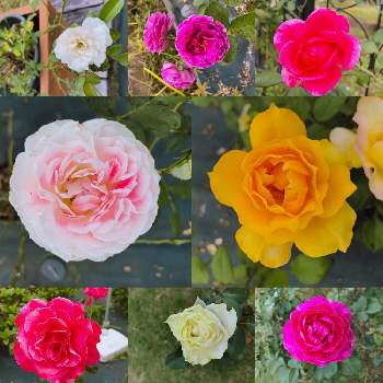 バラわかなの投稿画像一覧 Greensnap グリーンスナップ