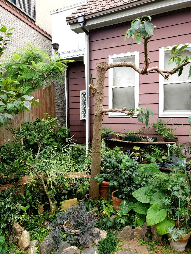 アボカドの投稿画像 By Rian マスターさん 観葉植物 21月9月17日 Greensnap グリーンスナップ