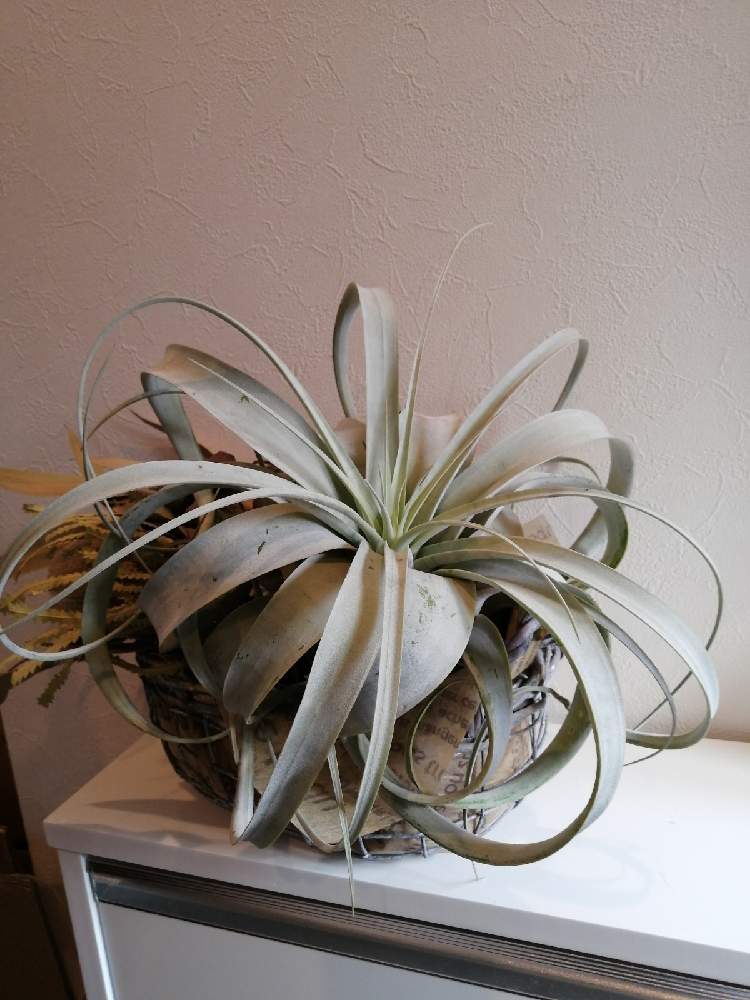 キセログラフィカ成長記録 Greensnap グリーンスナップ