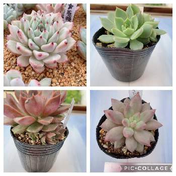 多肉販売千葉の投稿画像一覧 Greensnap グリーンスナップ