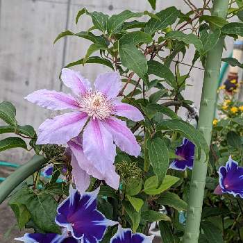 西洋朝顔 スノーフレークの投稿画像一覧 Greensnap グリーンスナップ