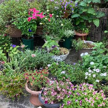 台風対策の画像 by よくばりガーデナー みるちゃんねるさん | 小さな庭と寄せ植えとおはようございますと台風対策と開花中
