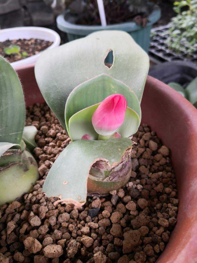 マユハケオモト』の植え替え｜🍀GreenSnap（グリーンスナップ）