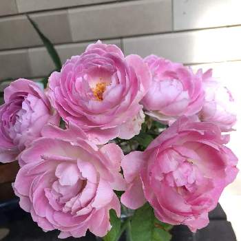 夏のバラの画像 by アンナプルナさん | バラ　フィオーレと夏のバラとばら バラ 薔薇と薔薇に魅せられてとバラ大好きとマイガーデンとバラのある暮らしと金曜ローズショーと花のある暮らしとピンクワールドへようこそ