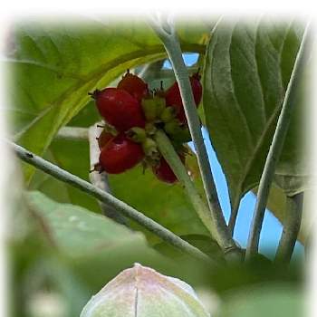 ハナミズキの蕾の画像 by n i eさん | ハナミズキの蕾と笑いで免疫力アップとふぞろいの果実たちとハナミズキの赤い実と笑顔で元気いっぱいにと素敵な出会いに感謝とハナミズキの蕾。と秋を見つけた。