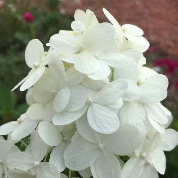 ピラミッド紫陽花の投稿画像一覧 Greensnap グリーンスナップ