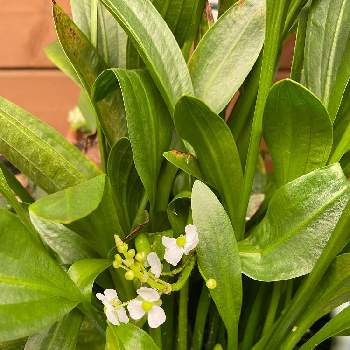 水草の花の投稿画像一覧 Greensnap グリーンスナップ