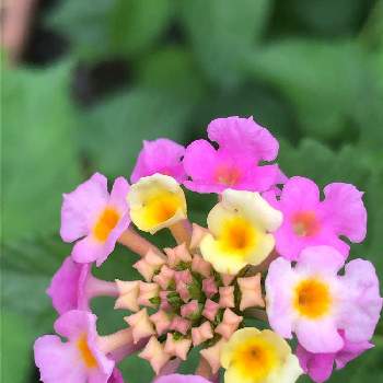 手間要らずの花の画像 by coco#さん | 小さな庭とコバノランタナ　ピンクと可愛いピンク色♡と可愛い❤とこぼれ種から〜♪と手間要らずの花