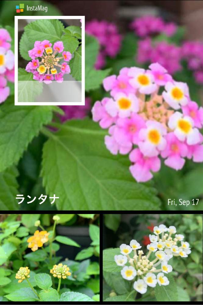 の画像 by tomokoさん | ピンクの花と元気をくれると可愛い花とランタナ可愛いと癒されると黄色の花と花好きと色んな色と白い花と小さな花と元気カラー