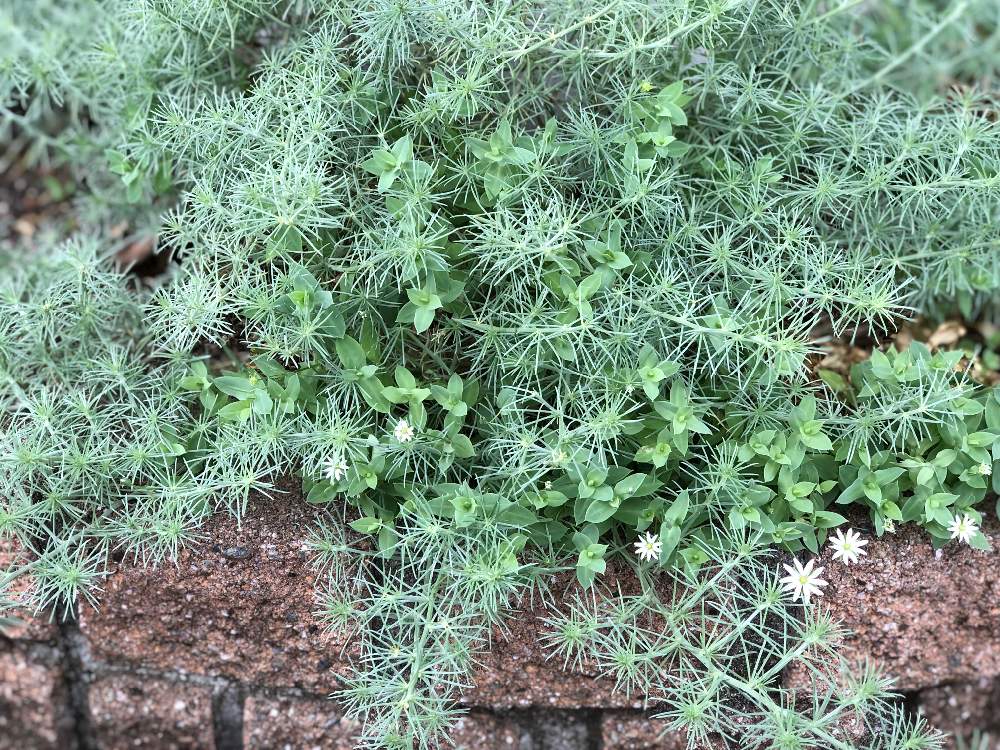 シコタンハコベの投稿画像 By みゅーさん ロータス コットンキャンディと花壇とグランドカバーとロータス コットンキャンディと白い花マニアと切り戻しと 花壇とグランドカバーとロータス コットンキャンディと白い花マニアと切り戻し 21月9月17日 Greensnap