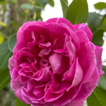 ポールネイロンの画像 by なおさん | 小さな庭とポールネイロンと植物愛がとまらないとよろしくお願いしますとばら バラ 薔薇と薔薇に魅せられてとマイガーデンとピンク❤︎ピンクと大好きと小さな花壇とおうち園芸と植中毒と金曜ローズショーとバラ・オールドローズと可愛いとガーデニングとバラが好きと花のある暮らしとバラ・ミニバラと小庭とバラを楽しむ