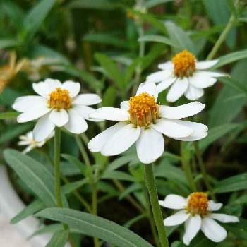 ジニア リネアリスの投稿画像一覧 Greensnap グリーンスナップ