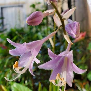 細葉岩ギボウシの投稿画像一覧 Greensnap グリーンスナップ