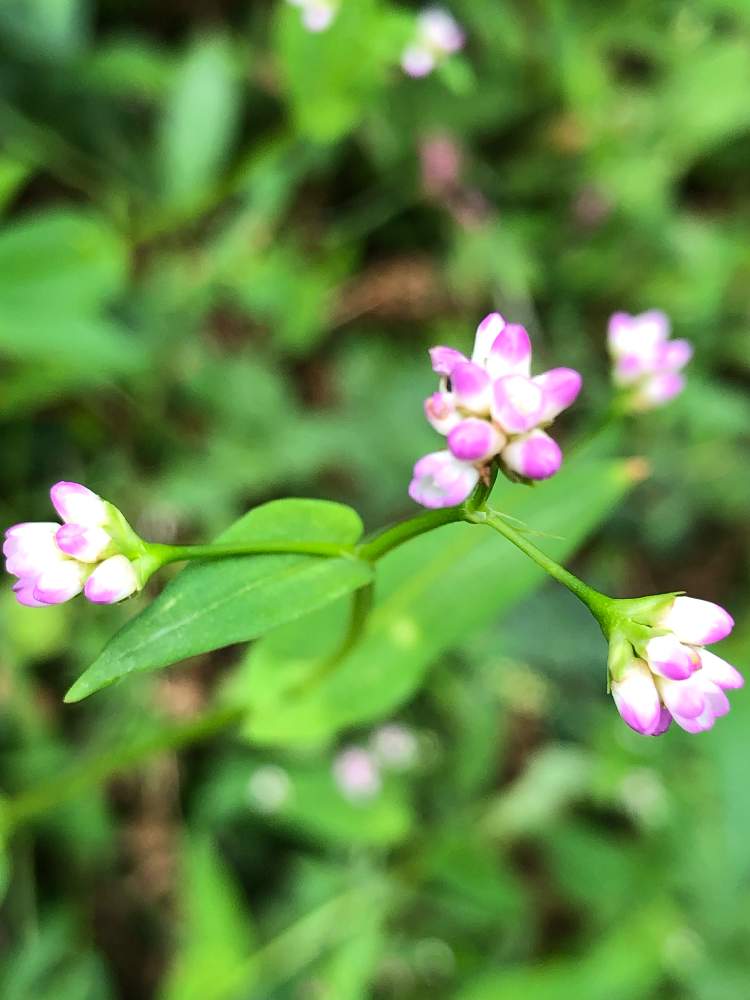 ピンクの花の投稿画像 By Cimarronさん 見た目じゃ違いがわからないとユニークな花と可愛い野草 雑草とアキノウナギツカミと秋の鰻攫とお出かけ先と ピンクの花と見た目じゃ違いがわからないとユニークな花と可愛い野草 雑草 21月9月17日 Greensnap グリーン